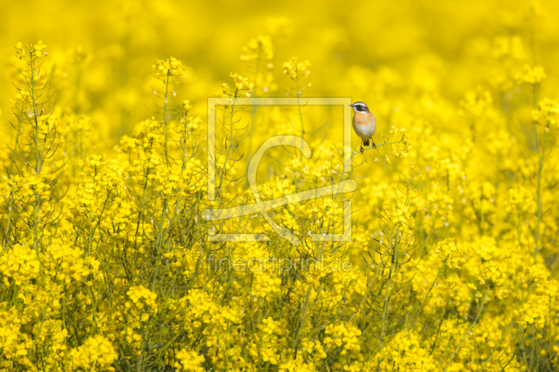 frei wählbarer Bildausschnitt für Ihr Bild auf Papier