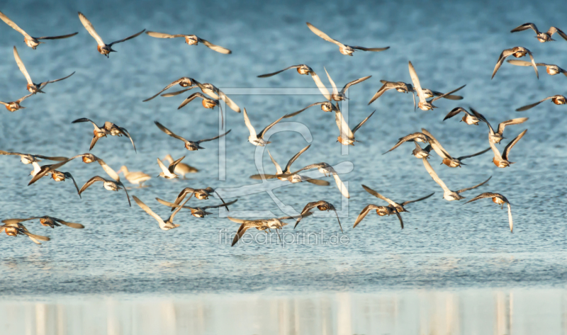 frei wählbarer Bildausschnitt für Ihr Bild auf Papier