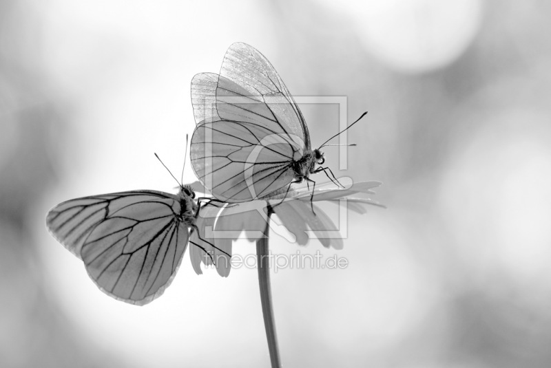 frei wählbarer Bildausschnitt für Ihr Bild auf Papier