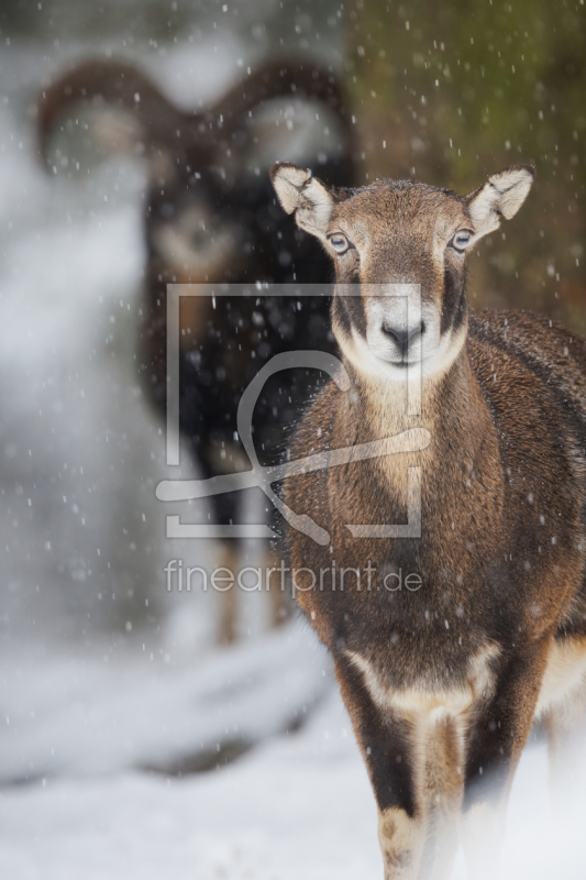 frei wählbarer Bildausschnitt für Ihr Bild auf Papier
