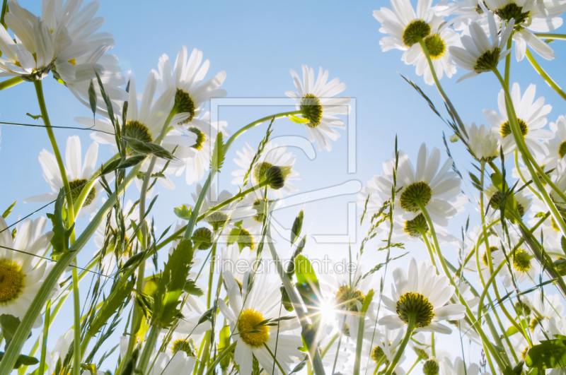 frei wählbarer Bildausschnitt für Ihr Bild auf Papier