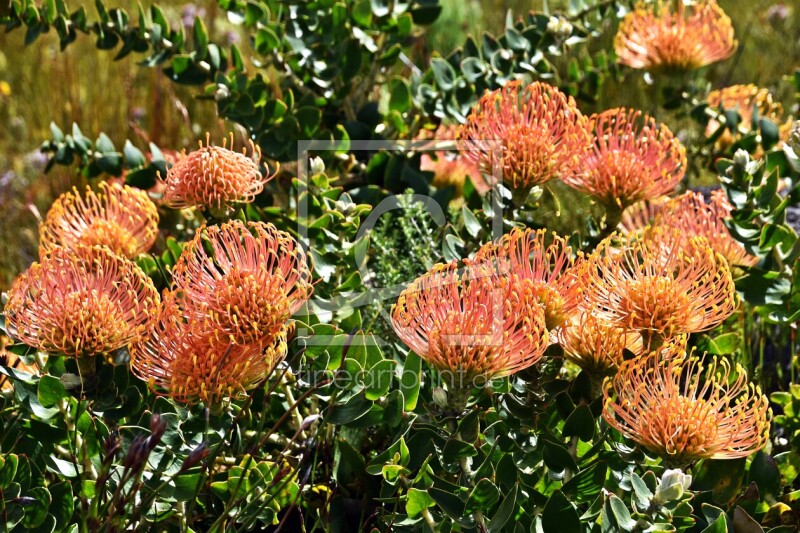 frei wählbarer Bildausschnitt für Ihr Bild auf Papier