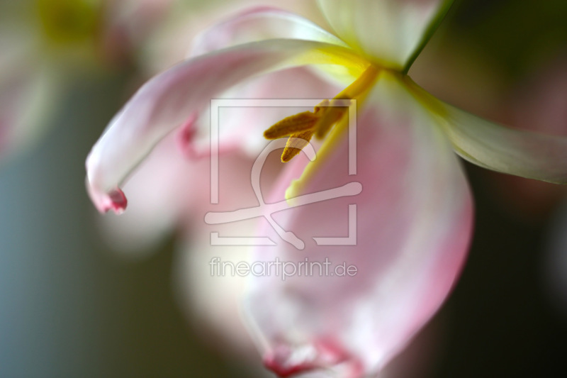 frei wählbarer Bildausschnitt für Ihr Bild auf Papier