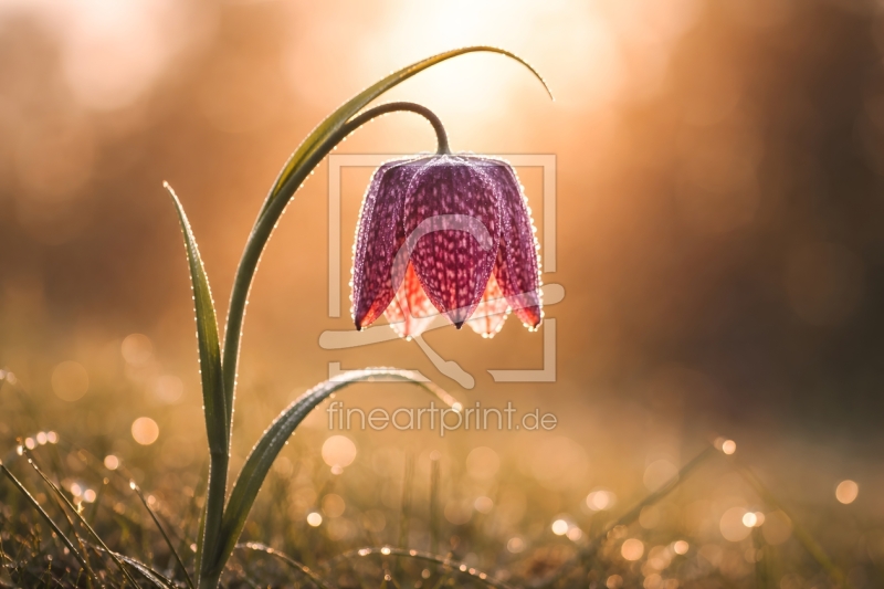 frei wählbarer Bildausschnitt für Ihr Bild auf Papier