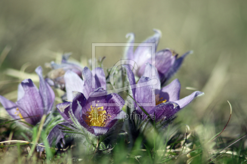 frei wählbarer Bildausschnitt für Ihr Bild auf Papier