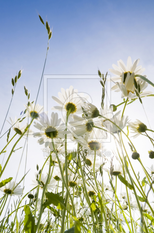 frei wählbarer Bildausschnitt für Ihr Bild auf Papier