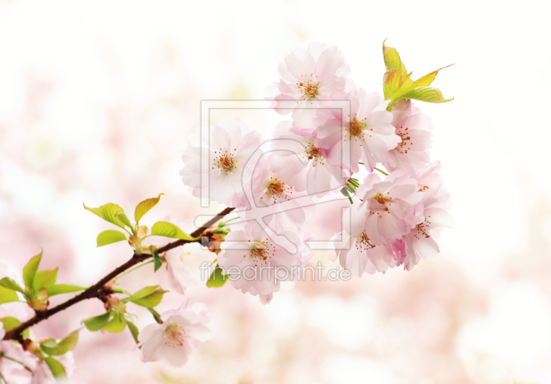 frei wählbarer Bildausschnitt für Ihr Bild auf Papier