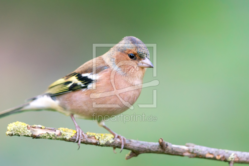 frei wählbarer Bildausschnitt für Ihr Bild auf Papier
