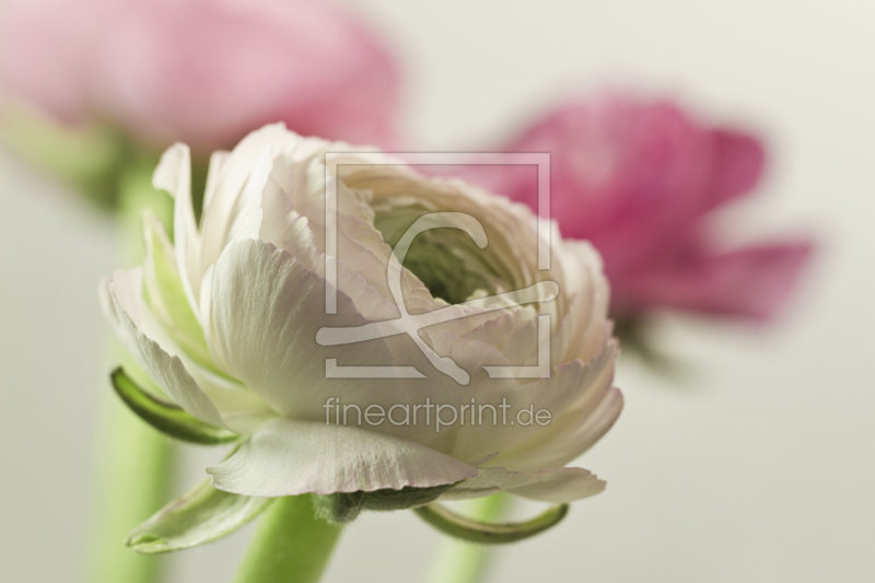 frei wählbarer Bildausschnitt für Ihr Bild auf Papier