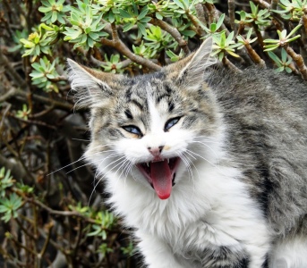 Bild-Nr: 9455396 Wildkatze Erstellt von: Renate Knapp