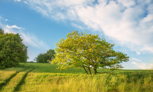 Bild-Nr: 10937945 Sommerabend auf dem Land Erstellt von: ReichderNatur
