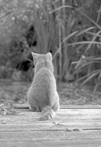 Bild-Nr: 11012628 Dreaming Cat Erstellt von: avlbger