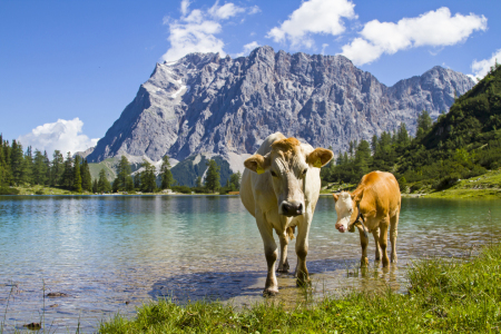 Bild-Nr: 11400527 Kühe am See Erstellt von: EderHans