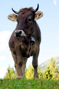 Bild-Nr: 11457624 Kuh in den Bergen Erstellt von: Tanja Riedel