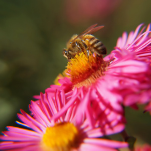 Bild-Nr: 11585996 Honigproduktion Erstellt von: MoNoir