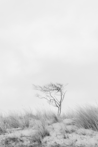 Bild-Nr: 11873365 Baum am Weststrand im Darss Erstellt von: luxpediation