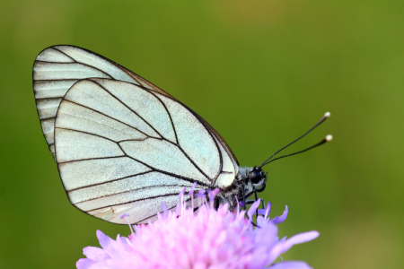 Bild-Nr: 12739277 Baumweißling Erstellt von: Gerhard Albicker