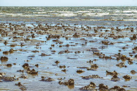 Bild-Nr: 12825590 Wattenmeer Erstellt von: lukafo