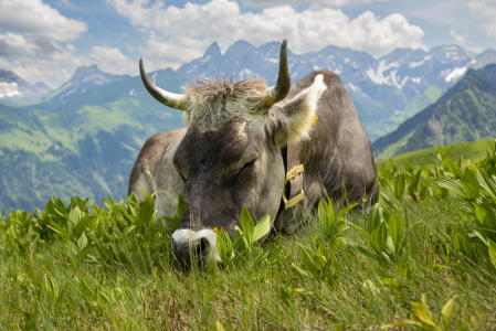 Bild-Nr: 12835149 Siesta Erstellt von: Walter G. Allgöwer