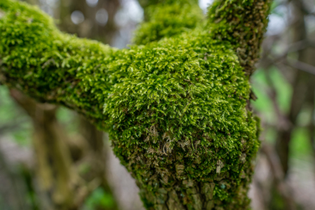 Bild-Nr: 12839912 das grüne Reh Erstellt von: volker heide