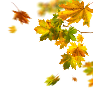 Bild-Nr: 12844544 Wunderschöne Herbstblätter auf weißem Hintergrund Erstellt von: Smileus