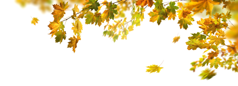 Bild-Nr: 12844973 Wunderschöne Herbstblätter auf weißem Hintergrund Erstellt von: Smileus