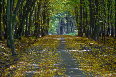 Bild-Nr: 12848303 Herbst Erstellt von: Gregor Handy