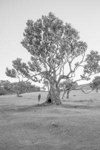 Bild-Nr: 12873779 Lorbeerbaum Erstellt von: Bettina Schnittert