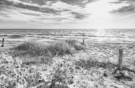 Bild-Nr: 12892109 Stranddiesteln auf der Insel Fehmarn Erstellt von: Ursula Reins