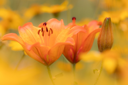 Bild-Nr: 12893354 Feuer-Lilie Erstellt von: Daniela Beyer