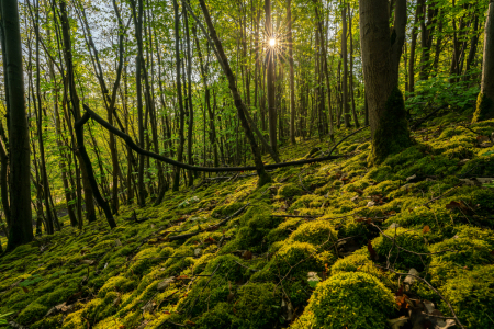 Bild-Nr: 12895465 bemooster Hang der Halde Hoppenbruch in Herten Erstellt von: volker heide