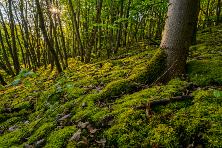 Bild-Nr: 12895466 Sonnenaufgang an der Halde Hoppenbruch in Herten Erstellt von: volker heide