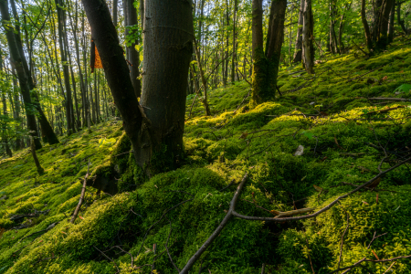 Bild-Nr: 12895469 Frühling an der Bergehalde Hoppenbruch Erstellt von: volker heide