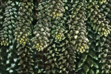 Bild-Nr: 12901783 Sedum morganianum Erstellt von: volker heide