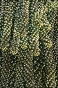 Bild-Nr: 12901880 donkey tail Erstellt von: volker heide