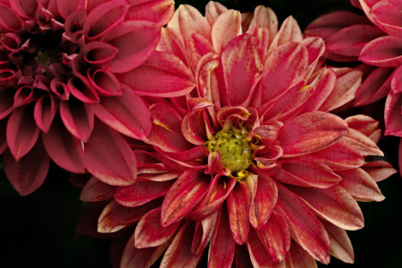 Bild-Nr: 12903043 einfach nur eine rote Dahlie Erstellt von: volker heide