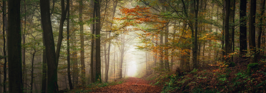 Bild-Nr: 12905589 Verträumte Märchenlandschaft im nebligen Wald Erstellt von: Smileus