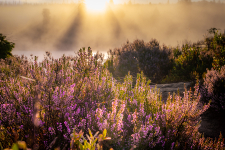 Bild-Nr: 12905717 Blühende Heide im Harz  Erstellt von: Steffen Henze