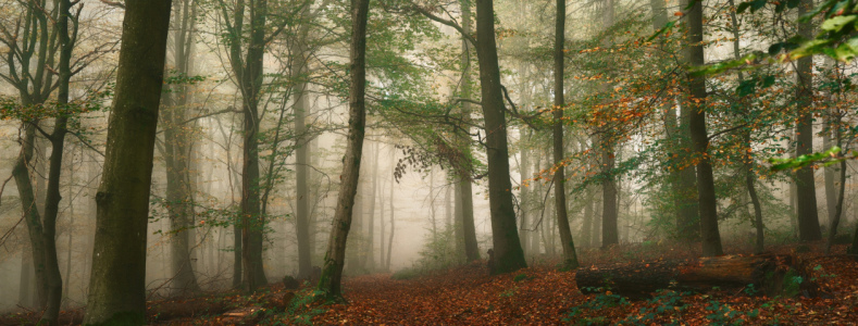 Bild-Nr: 12906121 Panorama eines Waldes mit Nebel im Herbst Erstellt von: Smileus
