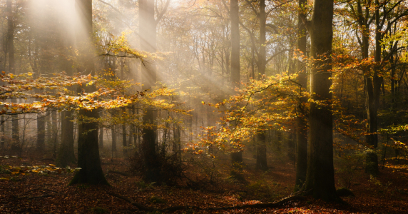 Bild-Nr: 12906123 Sonnenstrahlen durchfluten Herbstbäume im Nebel Erstellt von: Smileus