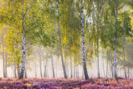 Bild-Nr: 12908259 Spätsommermorgen im Birkenwäldchen Erstellt von: Daniela Beyer