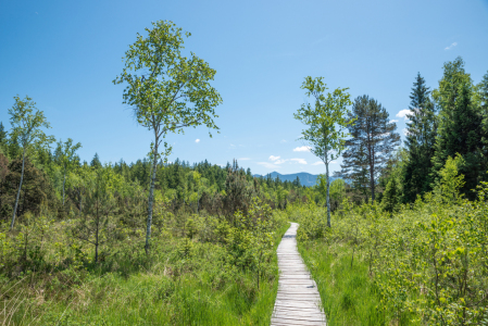 Bild-Nr: 12910380 Bohlensteg Murnauer Moos Erstellt von: SusaZoom