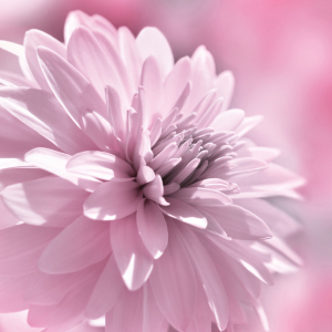 Bild-Nr: 12911336 Dahlie Erstellt von: Atteloi