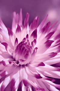 Bild-Nr: 12937246 Dahlie Erstellt von: Atteloi