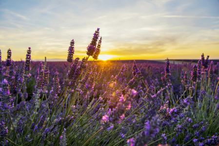 Bild-Nr: 12937958 Lavendelfeld 2 Erstellt von: danielschoenen