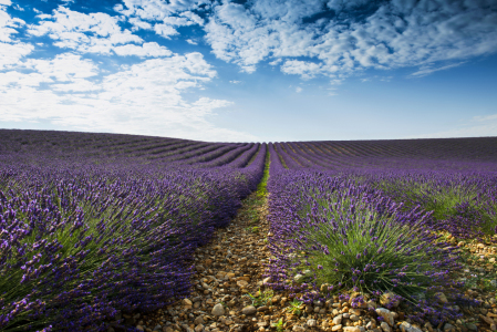 Bild-Nr: 12937960 Lavendelfeld 4 Erstellt von: danielschoenen