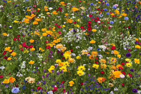 Bild-Nr: 12938499 Wiese 1 Erstellt von: danielschoenen