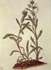 Bild-Nr: 30002946 A.Dürer / Common bugloss Erstellt von: Dürer, Albrecht