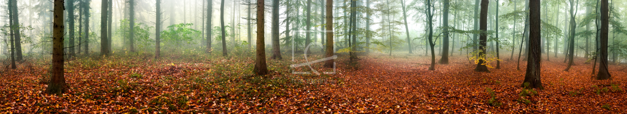 Wald Panorama Im Herbst Als Tapete Hintergrund Prin