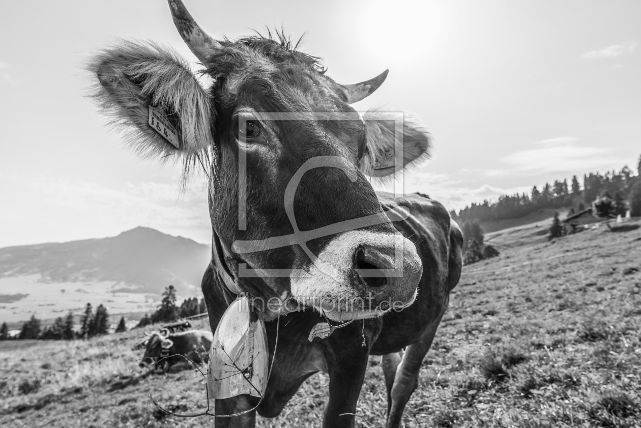 Kuh - Allgäu - Hörner - Braunvieh - Original - Alpen Stock-Foto